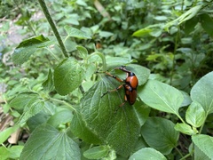 Cyrtotrachelus thompsoni