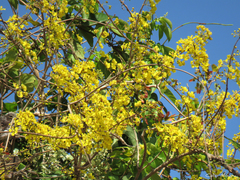 Chamaecrista ensiformis