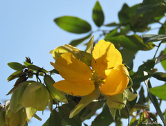 Senna splendida gloriosa