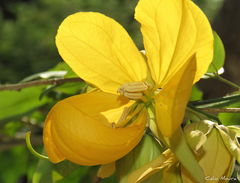 Senna splendida gloriosa