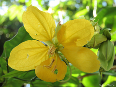 Senna splendida gloriosa