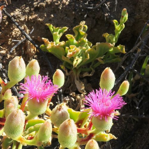 Mesembryanthemum guerichianum