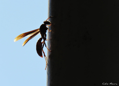 Polistes canadensis