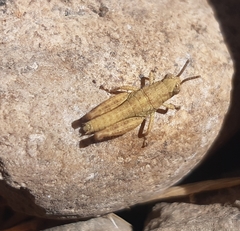 Acrididae