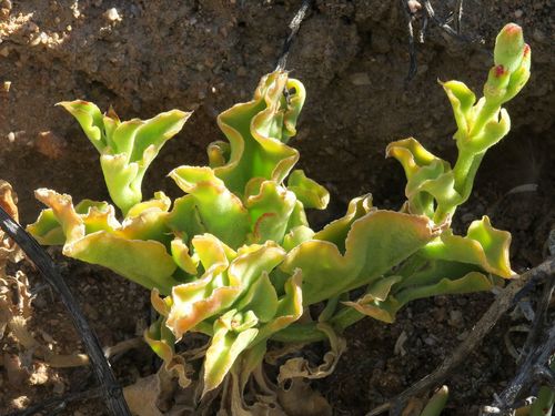 Mesembryanthemum guerichianum