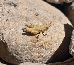 Acrididae