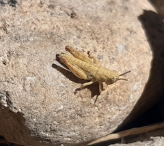 Acrididae