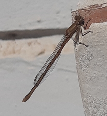 Oxyagrion rubidum