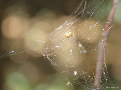 Nihonhimea tesselata