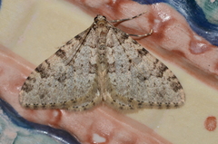 Nebula ibericata
