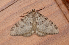 Nebula ibericata