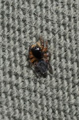 Euophrys herbigrada