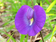 Centrosema brasilianum