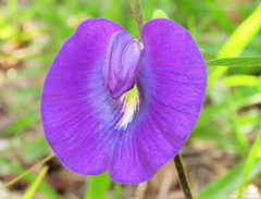 Centrosema brasilianum