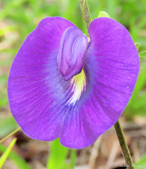 Centrosema brasilianum