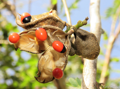 Abrus precatorius precatorius