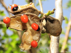 Abrus precatorius precatorius