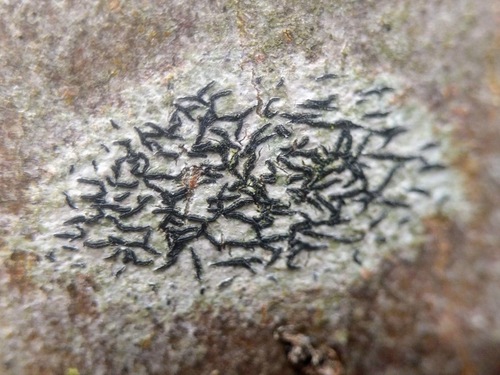 Arthonia atra
