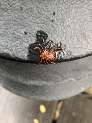 Dermacentor rhinocerinus