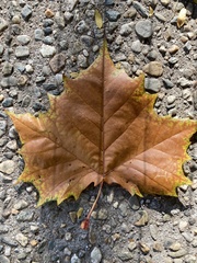 Platanus × hispanica