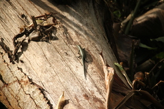 Copeoglossum aurae