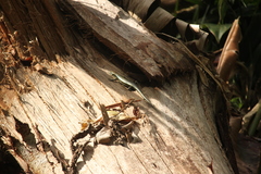 Copeoglossum aurae