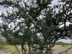 Vachellia rigidula