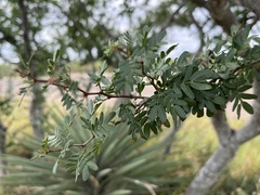 Vachellia rigidula