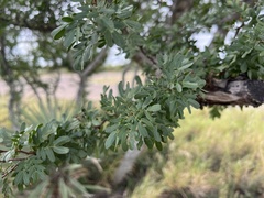 Vachellia rigidula