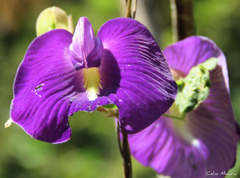 Centrosema brasilianum