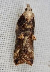 Acleris cristana