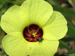 Pavonia cancellata