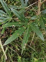 Oreopanax incisus
