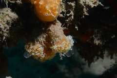 Aplidium ocellatum
