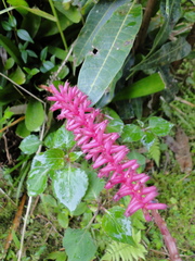 Aechmea gamosepala