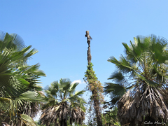 Copernicia prunifera