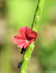 Stachytarpheta sessilis