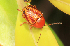 Cryptocephalus obsoletus