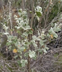 Malacothamnus hallii