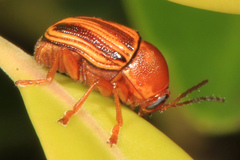 Cryptocephalus obsoletus