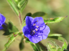 Hydrolea spinosa