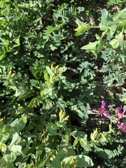 Astragalus monspessulanus