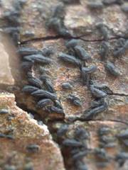 Hysterium angustatum