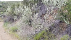 Malacothamnus hallii