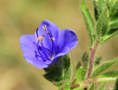 Hydrolea spinosa