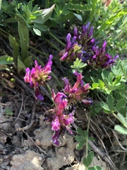 Astragalus monspessulanus
