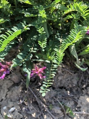 Astragalus monspessulanus