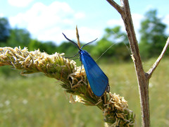 Jordanita globulariae