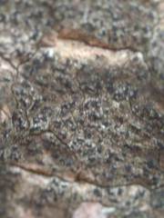 Pseudoschismatomma rufescens