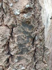 Pseudoschismatomma rufescens